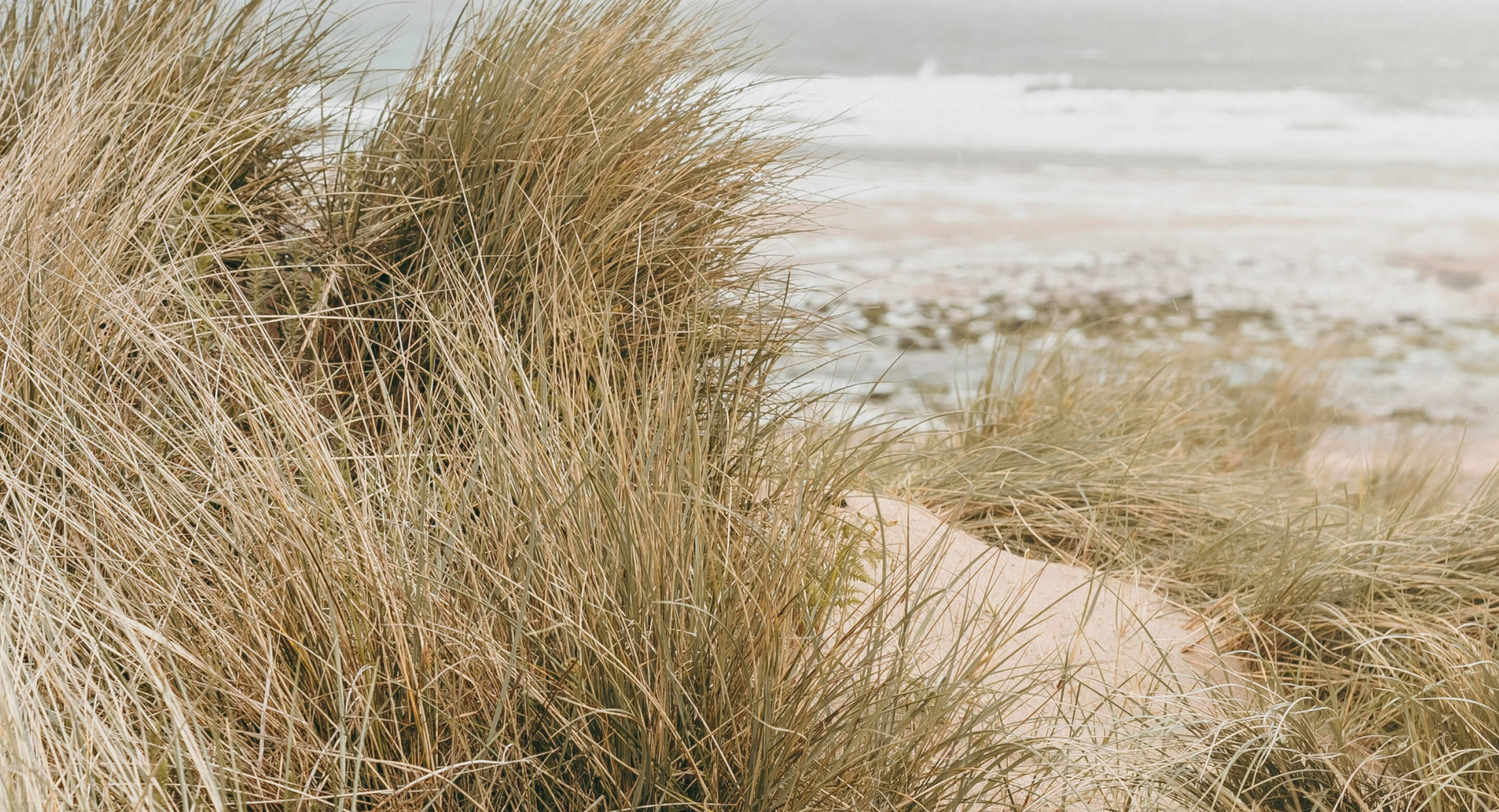 Image of a beach with tall grass in the foreground 